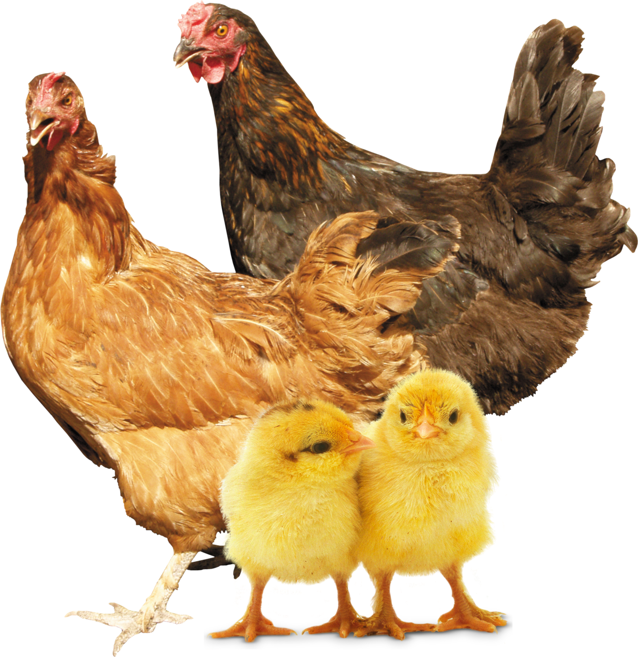 Chicken coop
